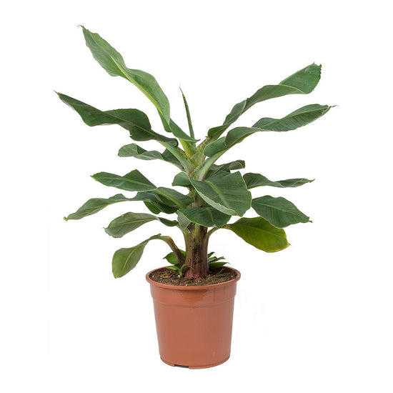 Super Dwarf Cavendish Banana - Live Tree in a 6 Inch Pot - Edible Fruit Bearing Tree for The Patio Or Garden