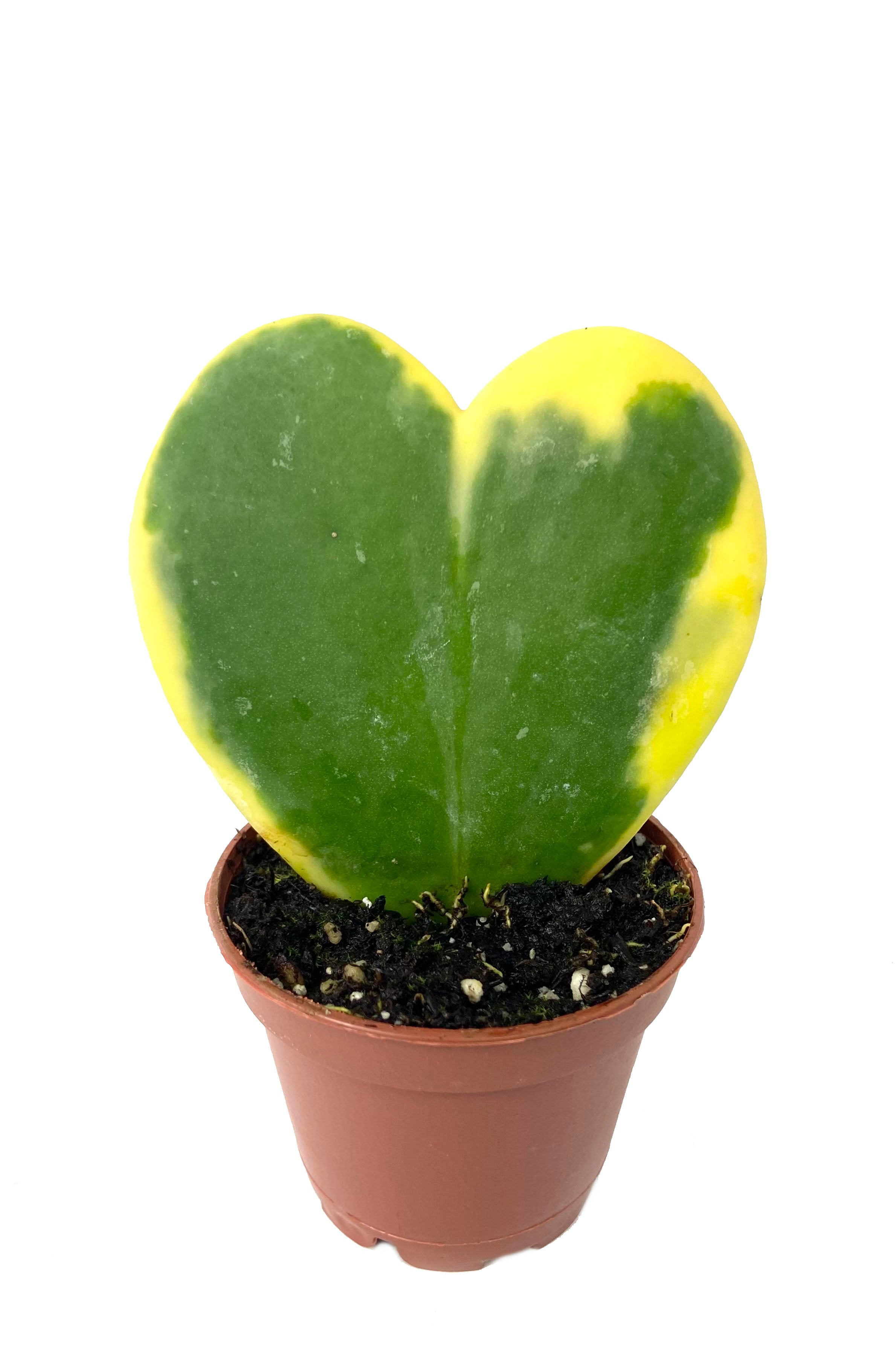 Sweetheart Plant - Variegated Hoya Kerrii Heart - Live Plant in a 2 In ...