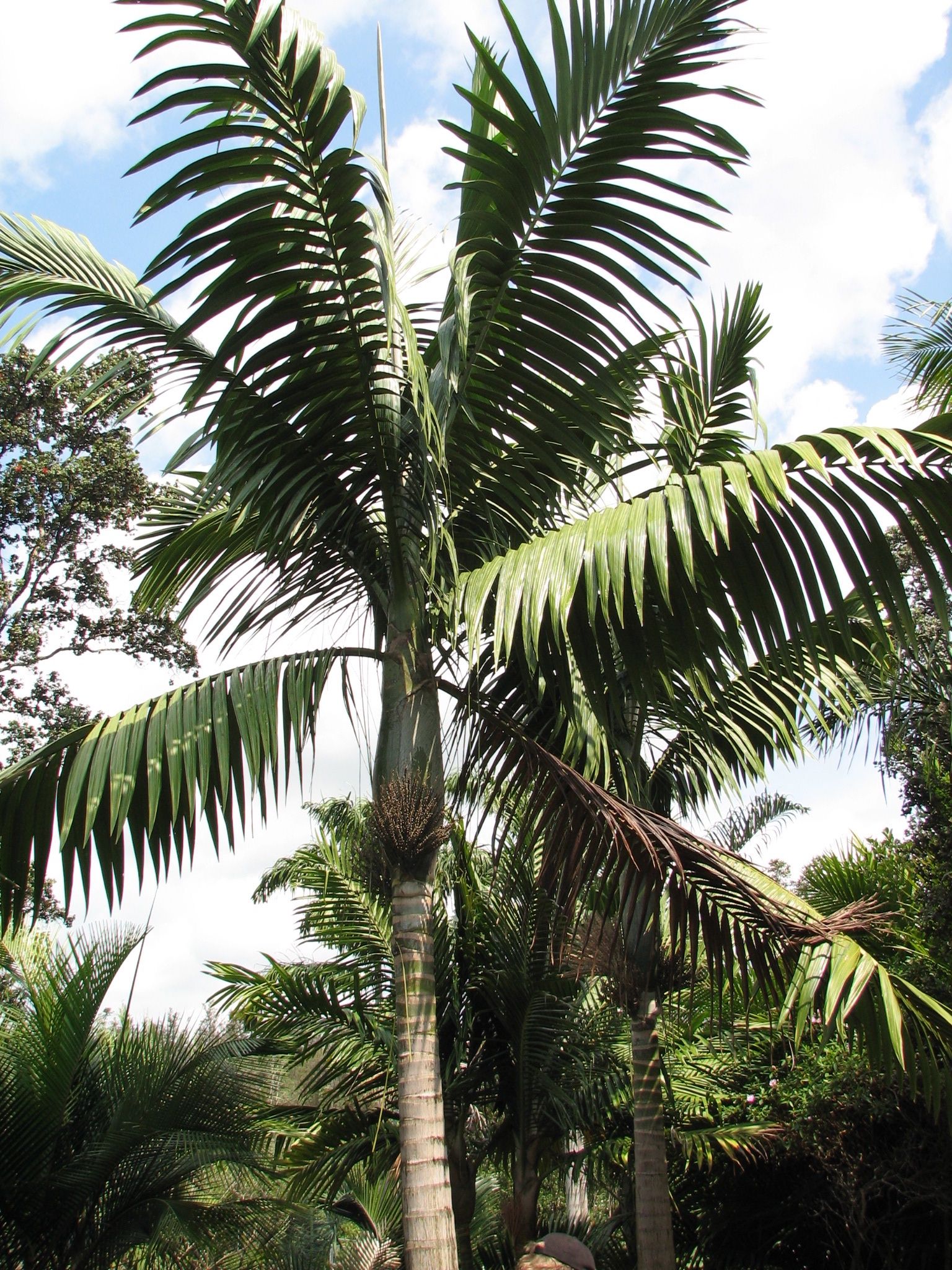 Tindea Palm - Live Plant in a 3 Gallon Growers Pot - Kentiopsis