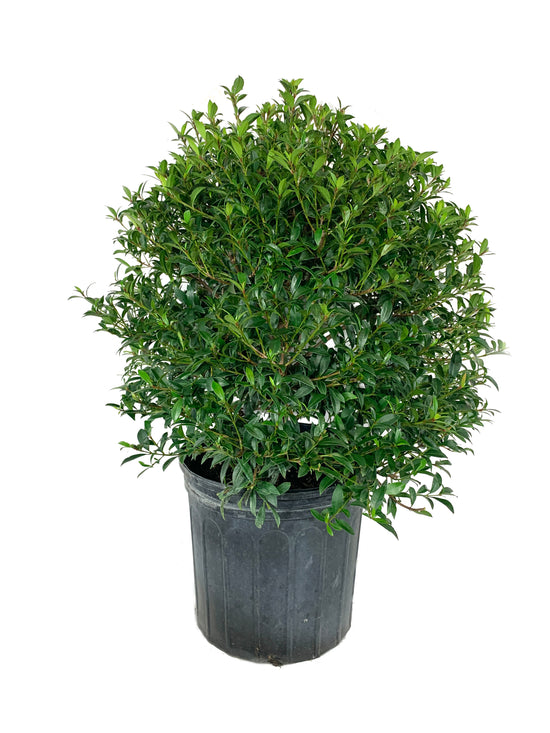 Eugenia Globe Topiary - Live Plant in a 10 Inch Pot - Eugenia Myrtifolium - Beautifully Pruned Outdoor Topiary for Patios and Outdoor Decor