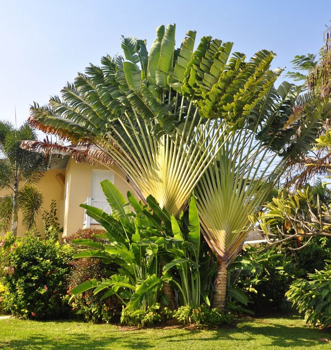 Ravenala madagascariensis - Traveller's palm-plant - 15 - 30 cm(6) - –  VIRIAR