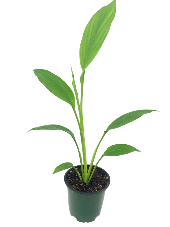 Turmeric Plant - Live Plant in a 4 Inch Grower&