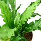 Victoria Japanese Birdsnest Fern - Live Plant in a 6 Inch Pot - Asplenium Nidus Antiquum &