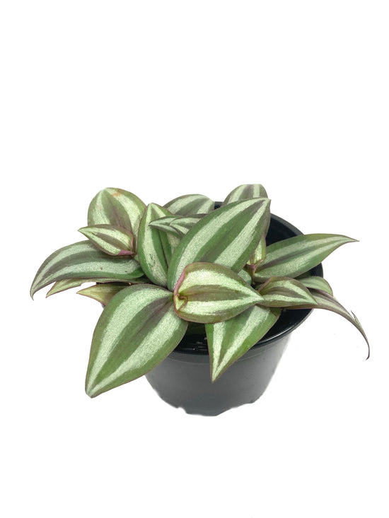 Wandering Jew Plant - Live Plant in a 4 Inch Pot - Tradescantia Zebrina - Beautiful Clean Air Indoor Outdoor Vine