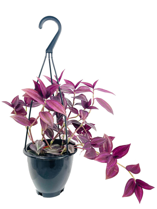 Wandering Jew Plant Hanging Basket - Live Plant in a 4 Inch Hanging Pot - Tradescantia - Beautiful Clean Air Indoor Outdoor Vine