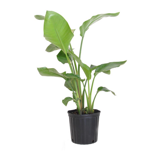 Giant White Bird of Paradise - Live Plant in a 3 Gallon Pot - Strelitzia Nicolai - Stunning Tropical Evergreen Plant