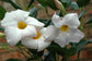 White Mandevilla Plant with Hoop - Live Plant in a 6 Inch Pot - Florist Quality Flowering Easy Care Vine for The Patio and Garden