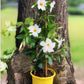 White Mandevilla Plant with Hoop - Live Plant in a 6 Inch Pot - Florist Quality Flowering Easy Care Vine for The Patio and Garden