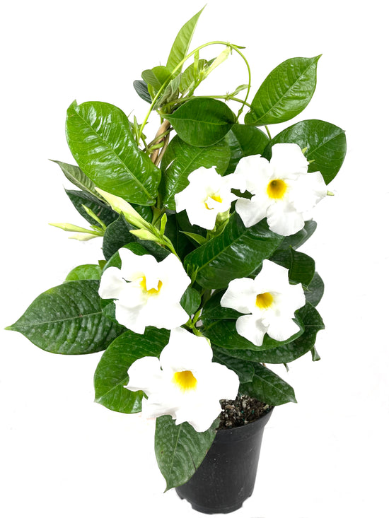 White Mandevilla Plant with Hoop - Live Plant in a 6 Inch Pot - Florist Quality Flowering Easy Care Vine for The Patio and Garden