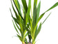 Yucca Cane Plant - Live Plant in a 4 Inch Pot - Yucca Guatemalensis - Beautiful Easy Care Air Purifying Indoor Houseplant