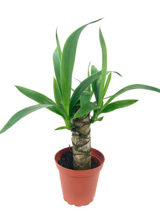 Yucca Cane Plant - Live Plant in a 4 Inch Pot - Yucca Guatemalensis - Beautiful Easy Care Air Purifying Indoor Houseplant