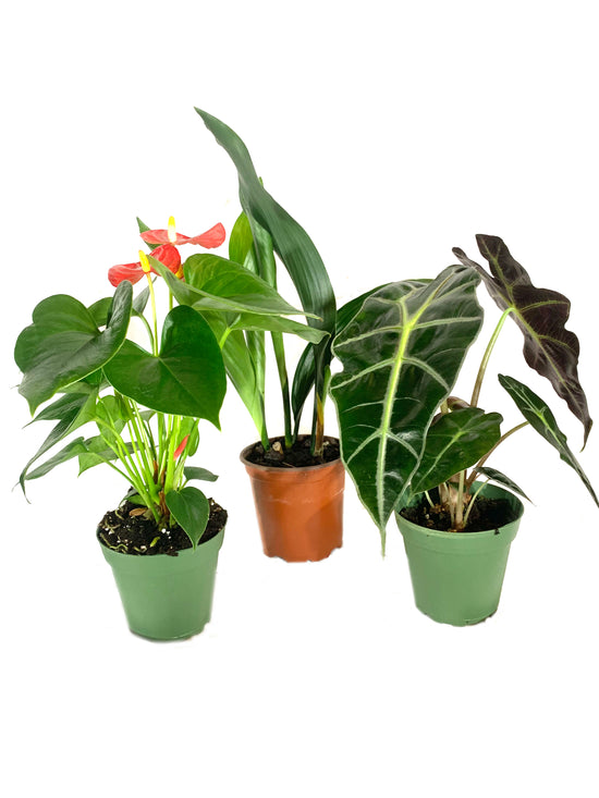 Indoor Houseplant Multi-Pack - 3 Live Plants in 4 Inch Pots - Elephant Ear Alocasia - Cast Iron - Red Anthurium - Beautiful Easy to Grow Air Purifying Indoor Plants