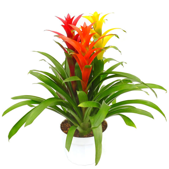 Multi-Colored Bromeliad Planter - 3 Live Plants in a Single 6 Inch Pot - Colorful Indoor Tropical Houseplant