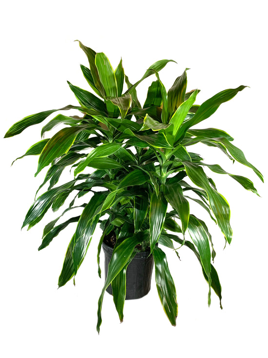 Dracaena Art Carmen - Live Plant in an 10 Inch Growers Pot - Dracaena Deremensis “Art Carmen” - Beautiful Indoor Air Purifying Houseplant