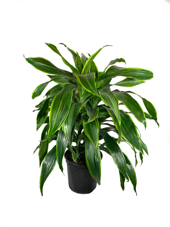 Dracaena Art Carmen - Live Plant in an 8 Inch Growers Pot - Dracaena Deremensis “Art Carmen” - Beautiful Indoor Air Purifying Houseplant