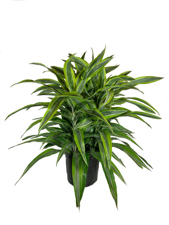 Dracaena Lemon Lime - Live Plant in an 10 Inch Growers Pot - Dracaena Warneckii "Lemon Lime&