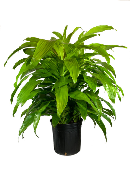 Dracaena Lime Light - Live Plant in an 10 Inch Growers Pot - Dracaena Fragrans &