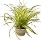 Enchanting Spider Plant Hanging Basket - Live Plant in a 4 Inch Hanging Basket - Chlorophytum Comosum - Nature&