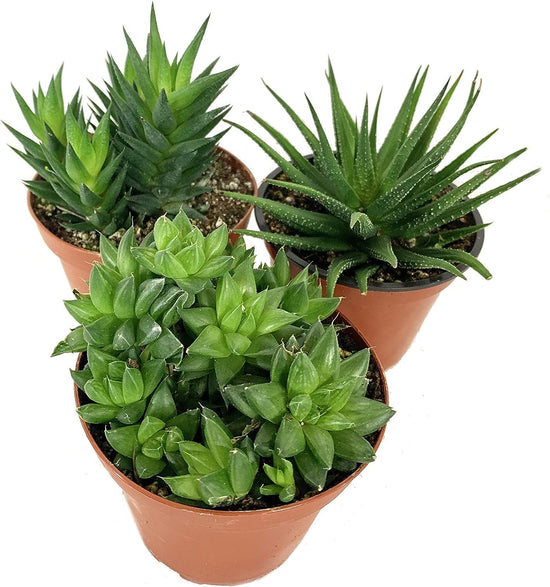 Artisan Grown Haworthia Succulent Collection – 3 Live Haworthia Plants in 4 Inch Pots – Growers Choice - Hand-Picked for Beauty – Perfect Plant Assortment for Indoors or Outdoors