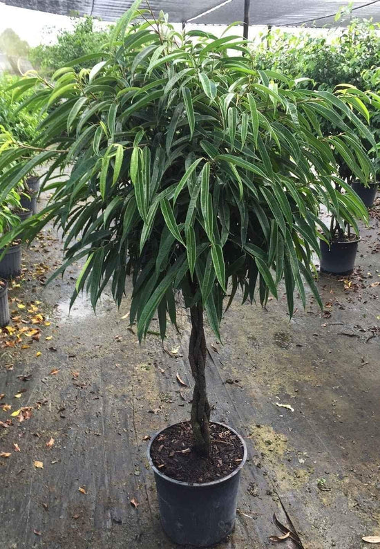 Ficus Alii Braid Tree - Live Plant in a 10 Inch Pot - Ficus Binnendiijkii &