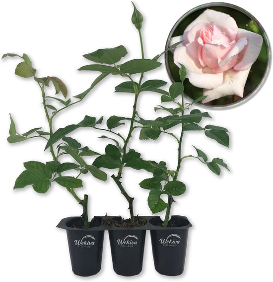 New Dawn Rose Bush - Live Starter Plants in 2 Inch Pots - Beautiful Roses from Florida - A Timeless Classic Ornamental Rose