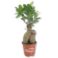 Ginseng Ficus Tree - Live Plants in 4 Inch Pots - Ficus Microcarpa - Beautiful Ornamental Bonsai Interior Tree