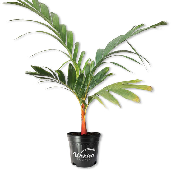 Orange Crownshaft Palm Tree - Live Plant in a 10 Inch Pot - Areca Vestiaria - Extremely Rare Ornamental Palms from Florida