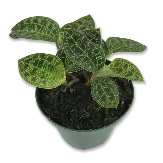 Jewel Orchid - Live Plants in 3 Inch Pots - Macodes Petola - Stunning Lightning Leaf Pattern Beautiful Foliage