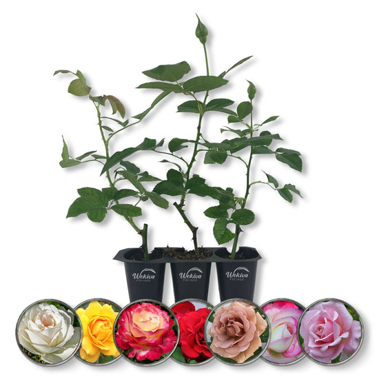 Rose Bush Variety Pack - Live Starter Plants in 2 Inch Pots - Grower&