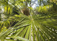 Windmill Palm - Live Plants in 4 Inch Pots - Trachycarpus Fortunei - Hardy Palm from Florida