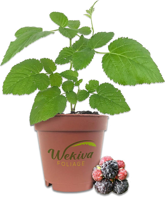 Raspberry Plant - Live Plants in 2 Inch Pots - Grow Your Own Fruits - Garden Or Patio