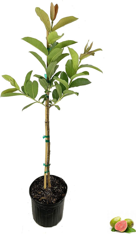 Ruby Supreme Guava Tree - Live Tree in a 3 Gallon Pot - Psidium Guajava &