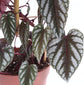 Rex Begonia Vine - Live Starter Plants in 2 Inch Pots - Cissus Discolor - Extremely Rare and Beautiful Vining Indoor Houseplant - Air Purifying