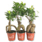 Ginseng Ficus Tree - Live Plants in 4 Inch Pots - Ficus Microcarpa - Beautiful Ornamental Bonsai Interior Tree