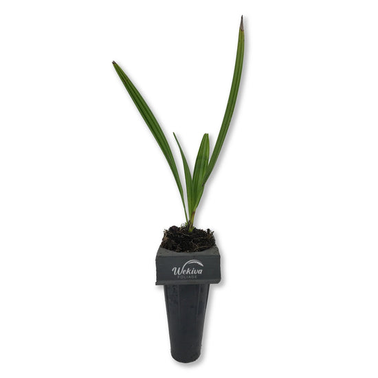 Green Saw Palmetto - Live Starter Plants in 2 Inch Pots - Serenoa Repens ‘Green’ - Native Ornamental Palms from Florida