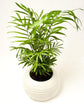 Neanthe Bella Parlor Palm - Live Plants in 3 Inch Pots - Chamaedorea Elegans - Beautiful Clean Air Indoor Houseplant