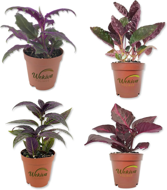 Royal Red and Purple Variety Pack - 4 Live Starter Plants in 2 Inch Pots - Beautiful Rare Purple and Red Houseplants