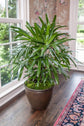 Lady Palm - Live Starter Plants in 2 Inch Pots - Rhapis Excelsa - Beautiful Clean Air Indoor Outdoor Houseplant