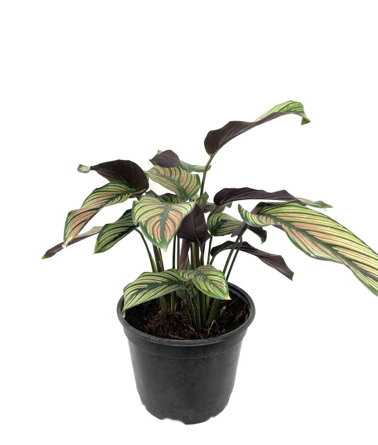 Calathea White Star - Live Plant in a 6 inch Pot - Calathea Majestica ‘White Star’ - Extremely Rare Indoor Houseplant