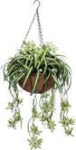 Enchanting Spider Plant Hanging Basket - Live Plant in a 4 Inch Hanging Basket - Chlorophytum Comosum - Nature&