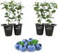 Blueberry Variety Pack - 4 Live Starter Plants - Four Live Starter Plants for Your Edible Garden