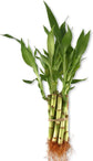 Lucky Indoor Bamboo - Live Plant - Ships Bare Root - 4 Inch Straight Stalks - Air Purifying Feng-Shui Zen Garden Houseplants