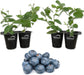 Blueberry Variety Pack - 4 Live Starter Plants - Four Live Starter Plants for Your Edible Garden