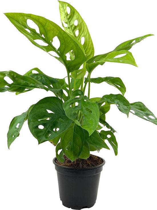 Monstera Swiss Cheese Plant - Live Plant in a 4 Inch Pot - Monstera Adansonii - Beautiful Easy to Grow Air Purifying Indoor Plant