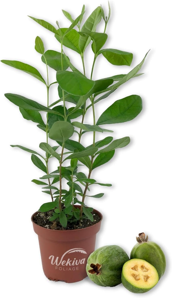 Pineapple Guava Tree - Live Plant in a 4 Inch Pot - Acca Sellowiana - Edible Fruit Bearing Tree