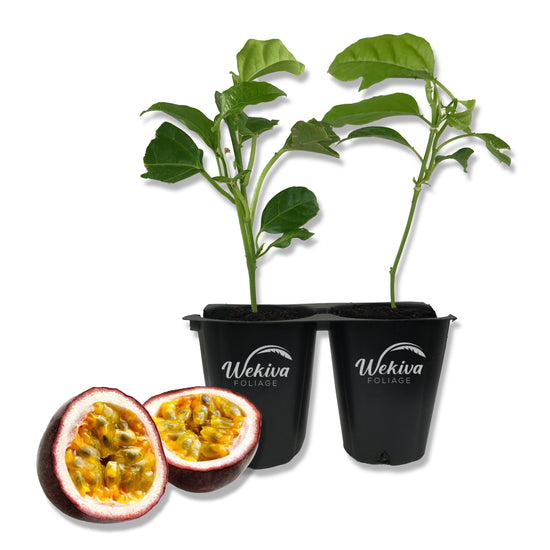 Passion Fruit Plant - 2 Live Tissue Culture Starter Plants - Edible Fruit Bearing Vine for The Patio and Garden