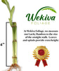 Lucky Indoor Bamboo - Live Plant - Ships Bare Root - 4 Inch Straight Stalks - Air Purifying Feng-Shui Zen Garden Houseplants