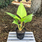 Homalomena Emerald Gem Golden - Live Plant in a 4 Inch Nursery Pot - Homalomena &