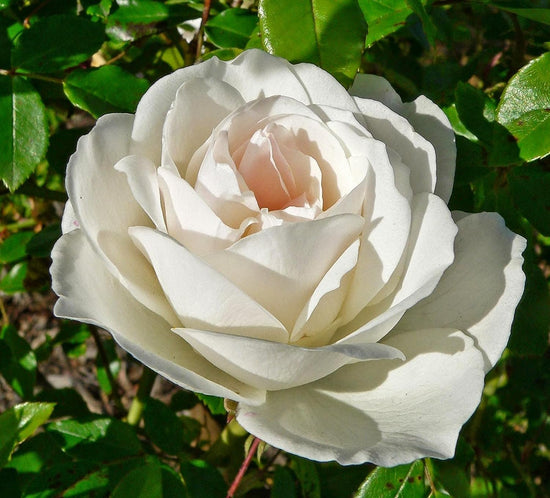 Iceberg Rose Bush - Live Starter Plants in 4 Inch Pots - Beautifully Fragrant Rose from Florida - A Versatile Beauty with a Rich Fragrance