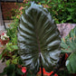 Alocasia - 4 Live Starter Plants in 2 Inch Pots - Alocasia - Florist Quality Air Purifying Indoor Plant - Nature&